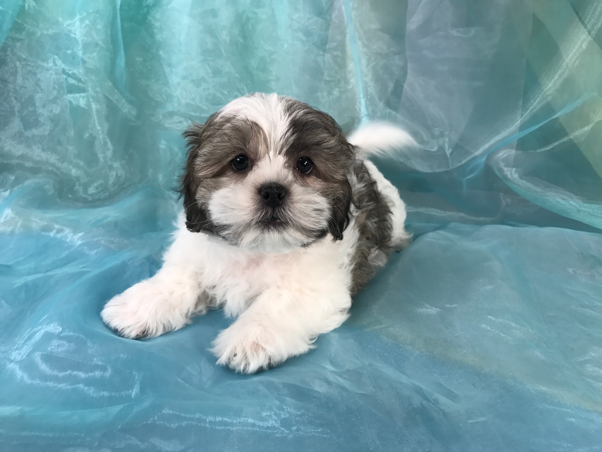Male Teddy Bear Puppies for Sale|Iowa's Top Dog Breeder